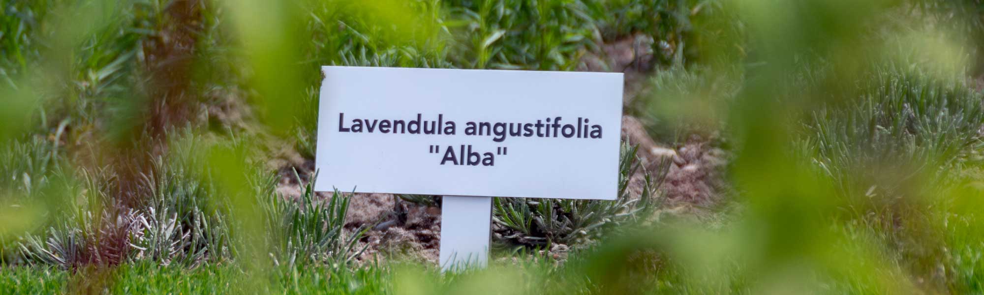 Lavender Latin name